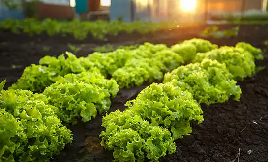 Amino Acids vs Small Peptides: Which One Works Better for Crops?